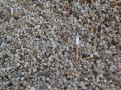 quartz 5/15 naturel